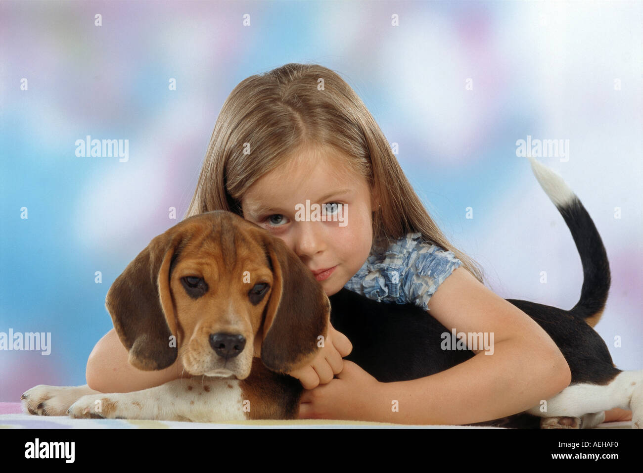 girl hugging beagle dog puppy Stock Photo