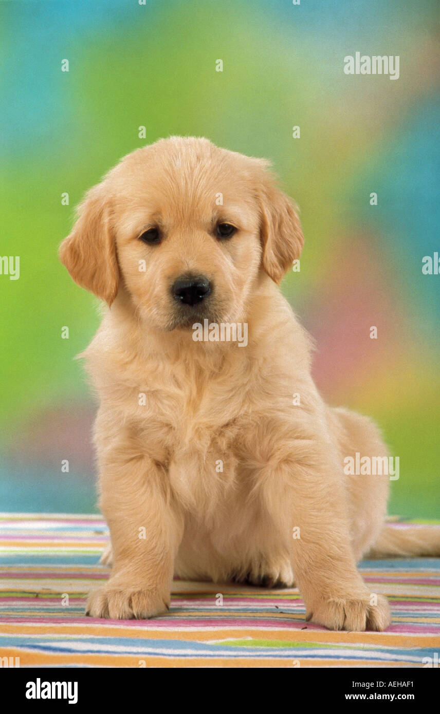 golden retriever dog puppy - sitting Stock Photo