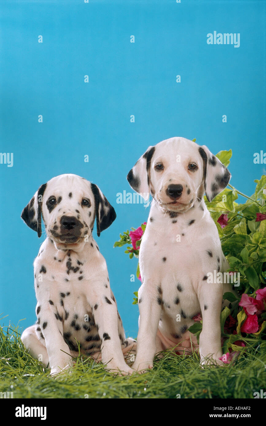 two dalmatian dog puppies sitting in grass Stock Photo