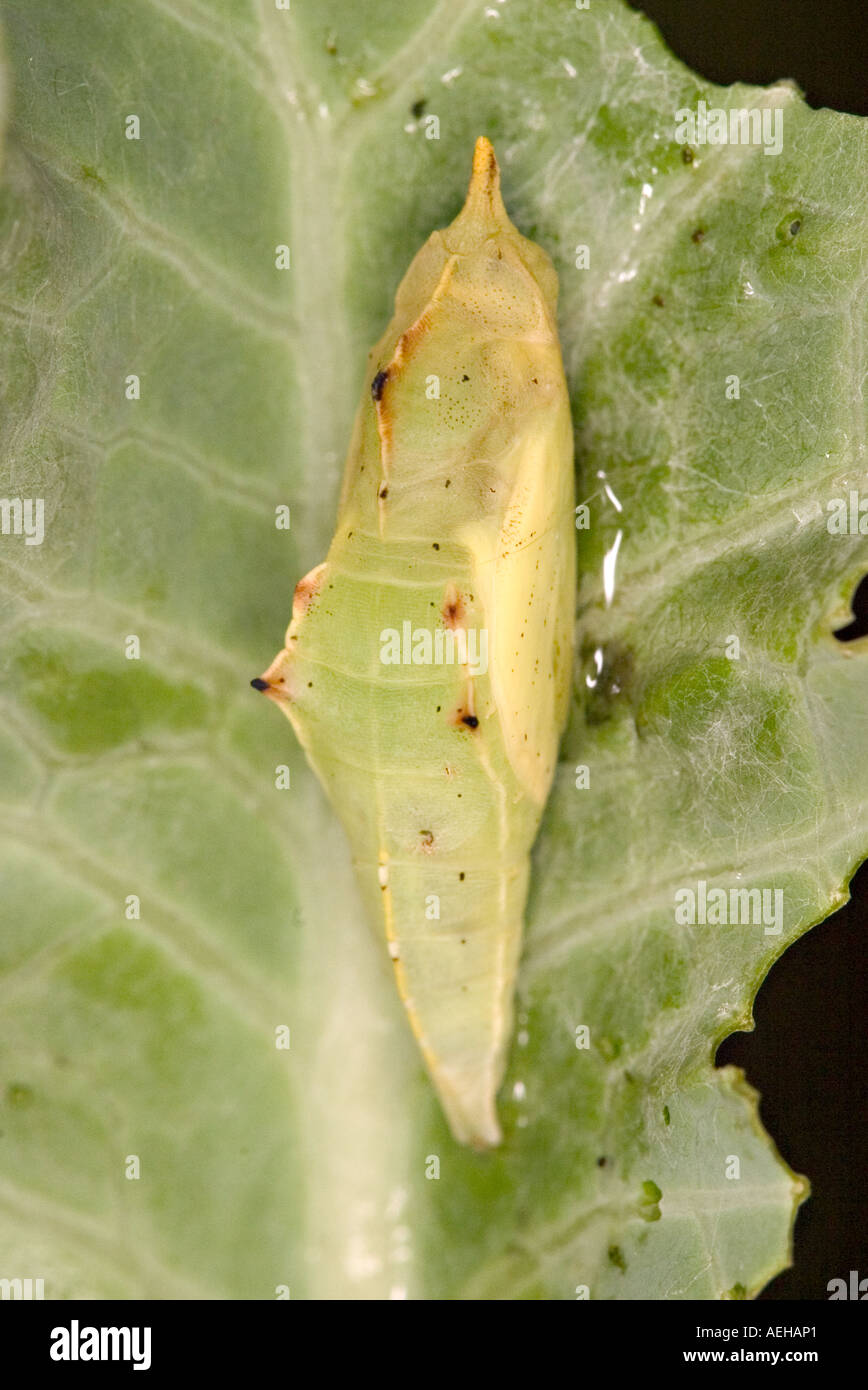 Cabbage white butterfly pupa hires stock photography and images Alamy