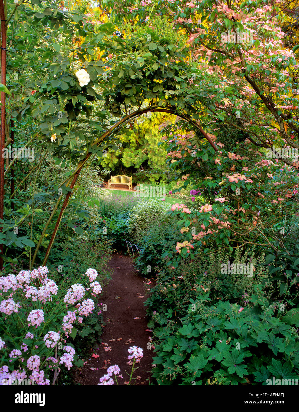 Path with dogwood rose vine and bench Bellevue Botanical Garden Bellevue Washington Stock Photo
