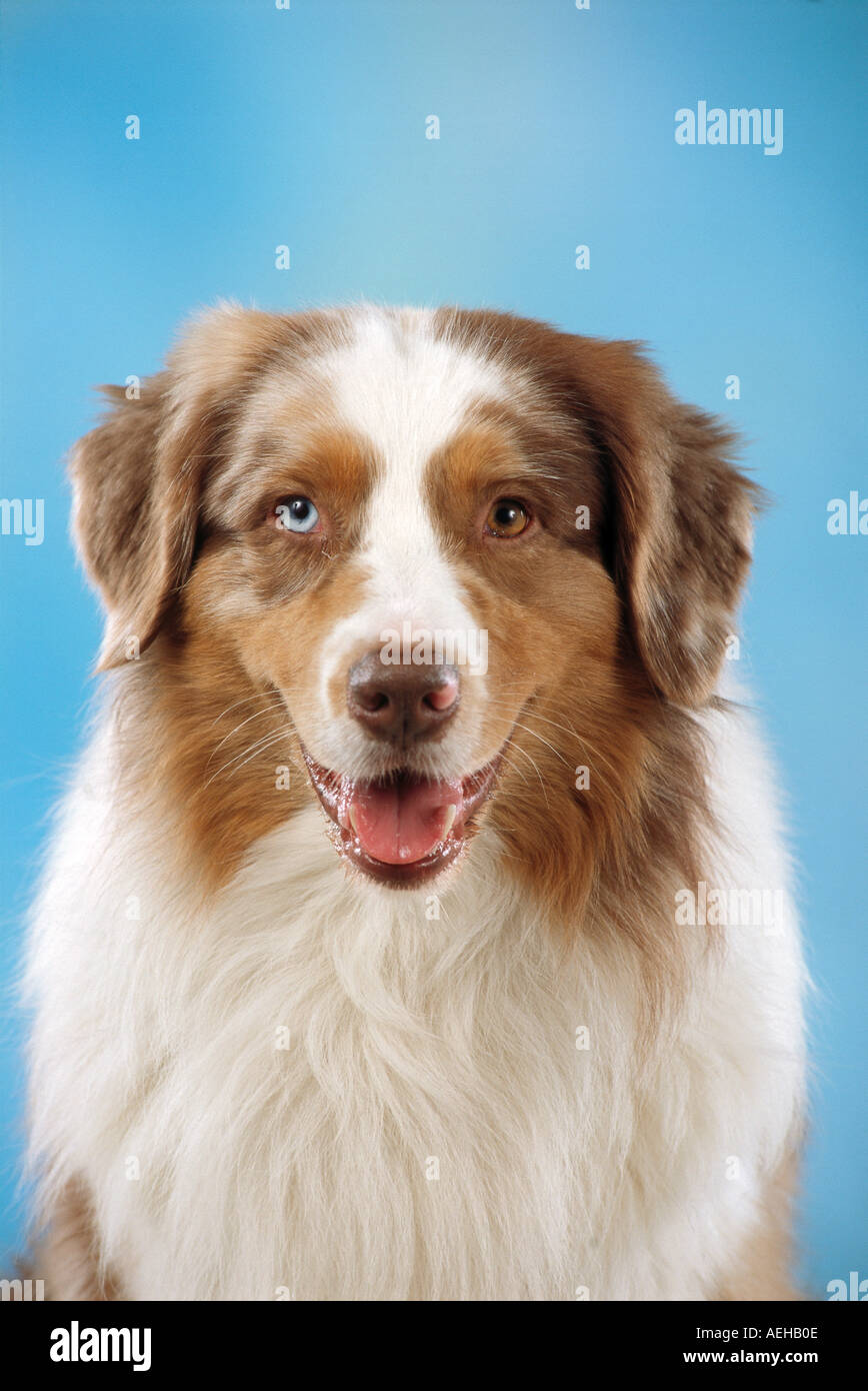 Australian Shepherd dog - portrait Stock Photo