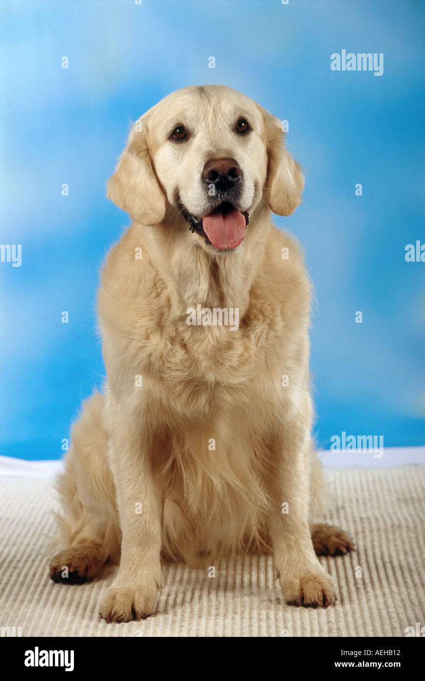 Golden Retriever dog - sitting Stock Photo - Alamy