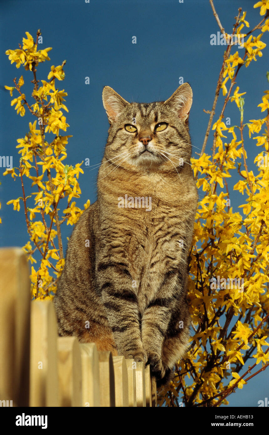 domestic cat sitting on fence Stock Photo - Alamy