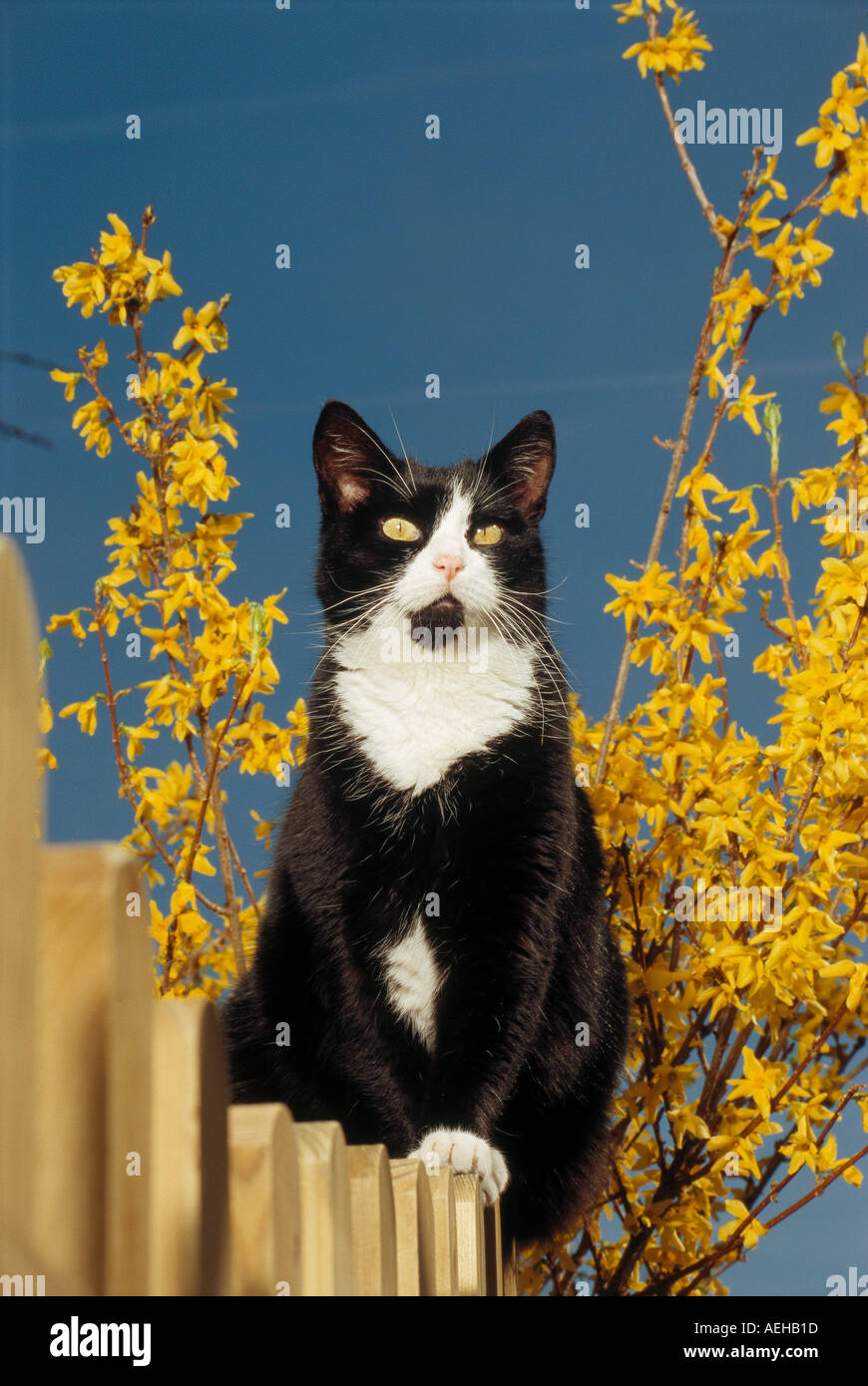 domestic cat sitting on fence Stock Photo - Alamy