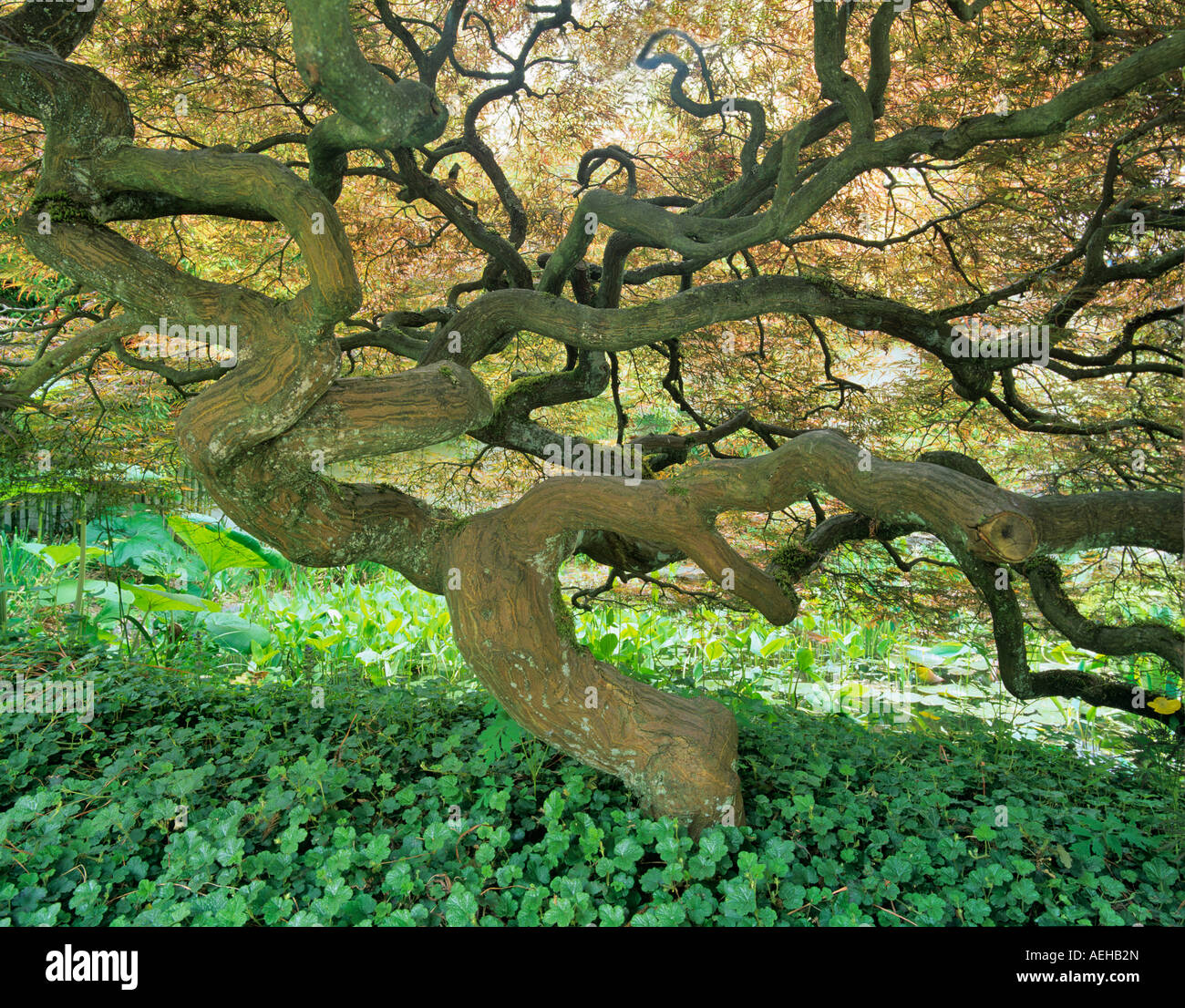 Cutleaf Japanese Maple Acer palmatum dissectum atropurpureum Park and Tilford Garden Vancouver BC Stock Photo