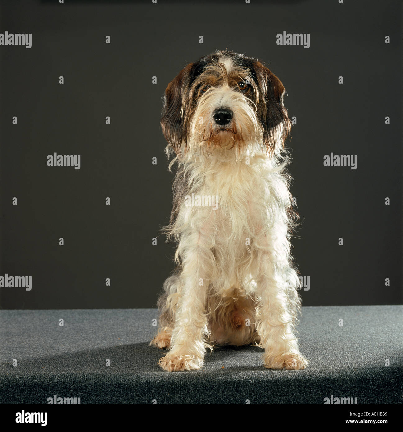 Petit Basset Griffon Vendeen dog - sitting - cut out Stock Photo