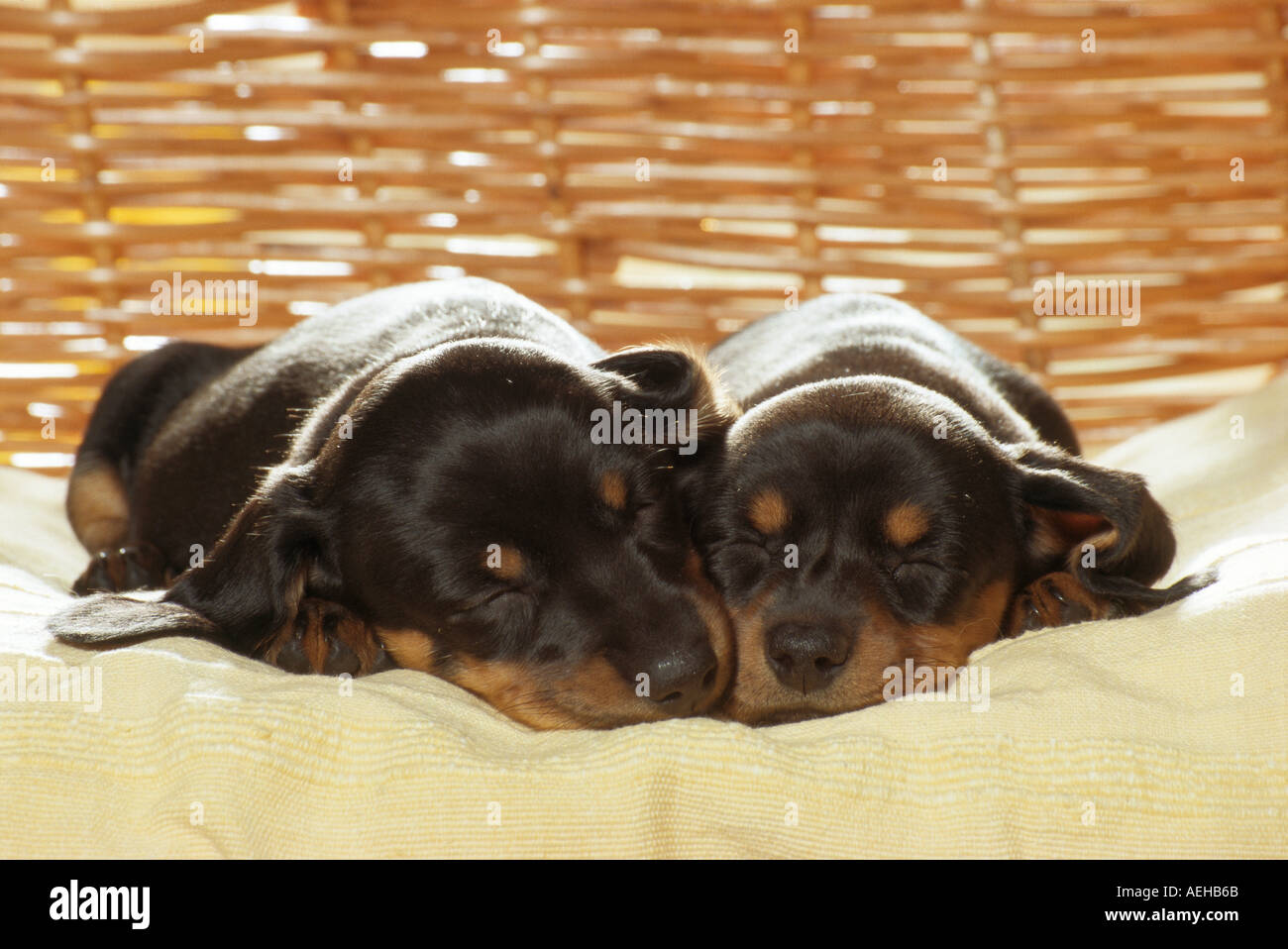Two Short Haired Dachshund Dogs Puppies Sleeping Stock Photo