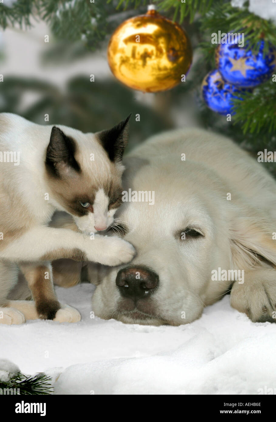 Animal Friendship Golden Retriever Dog Puppy With Siamese Cat