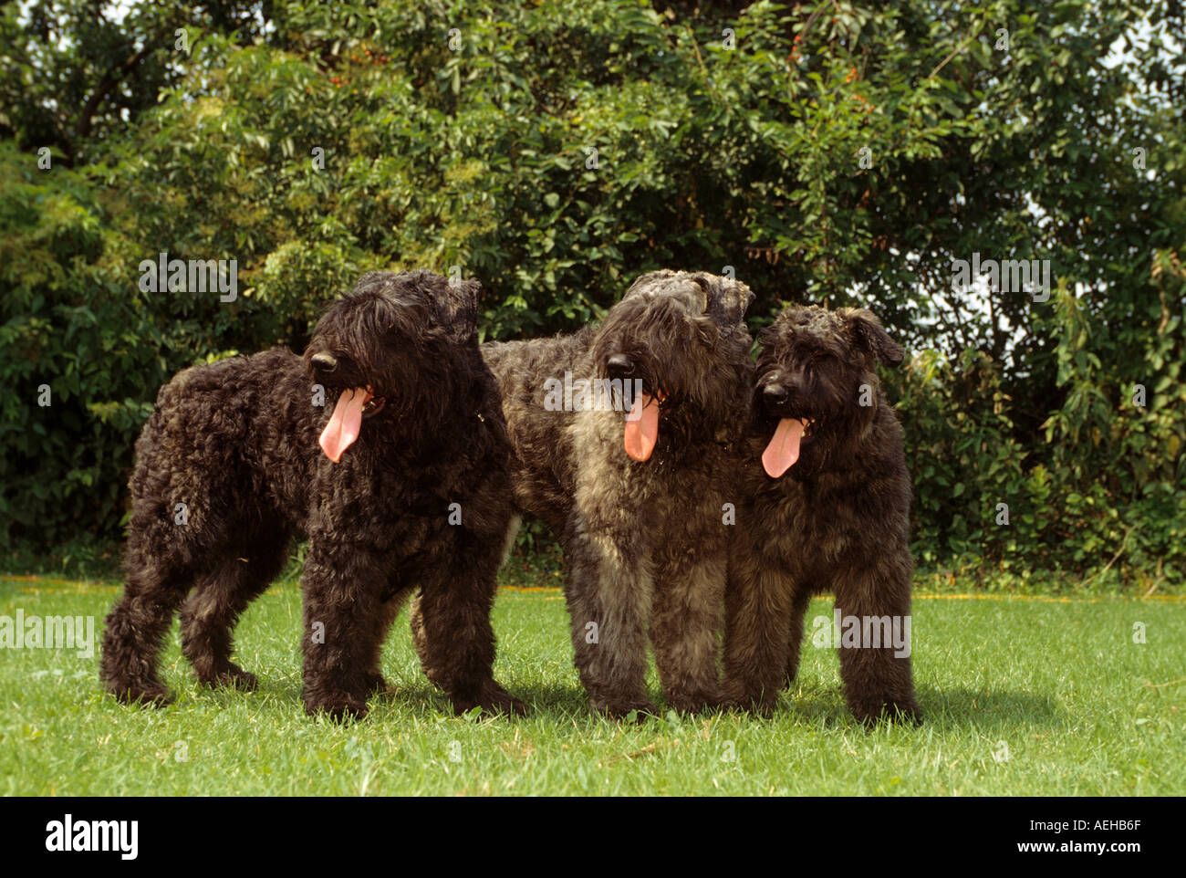 three Bouvier des Flandres dogs standing on meadow Stock Photo