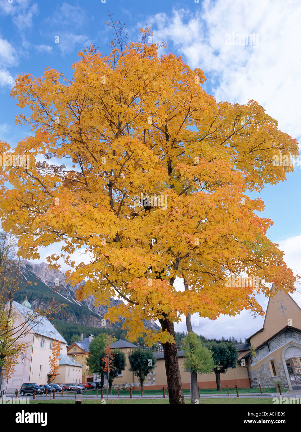 autumn coloured/colored tree growing in an northern italian town, Stock Photo