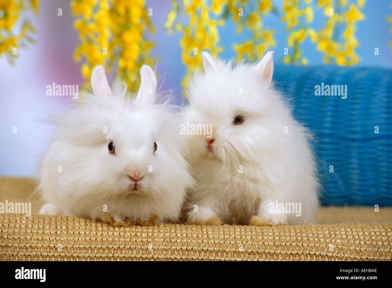 angora dwarf rabbit