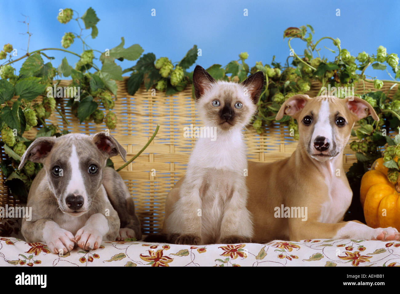 Siamese puppies 2025