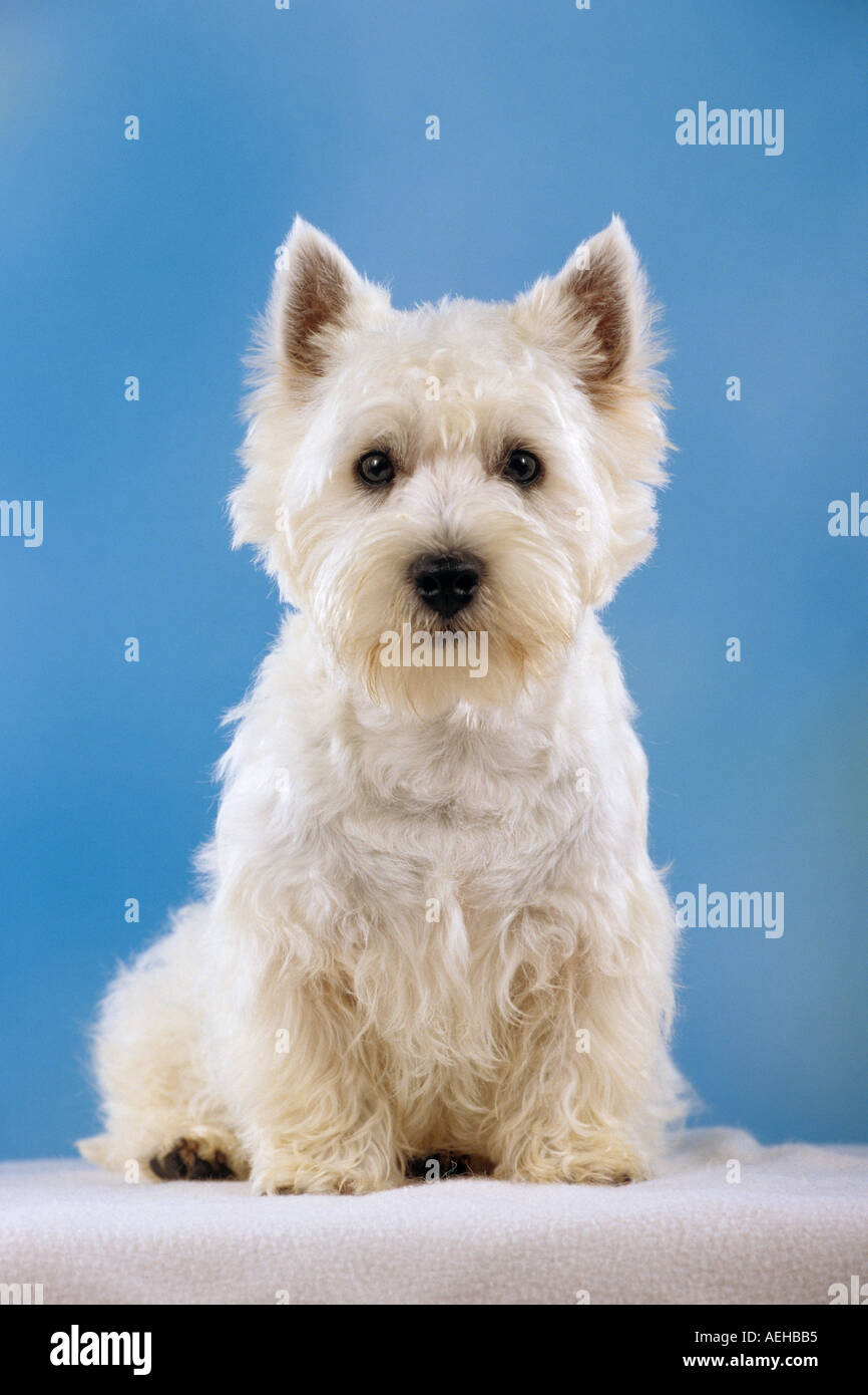 Westhighland White Terrier dog - sitting - cut out Stock Photo