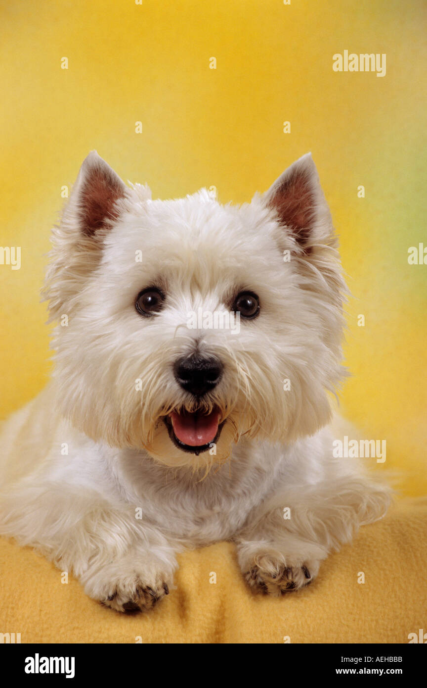 How Can I Whiten My Dogs Paws