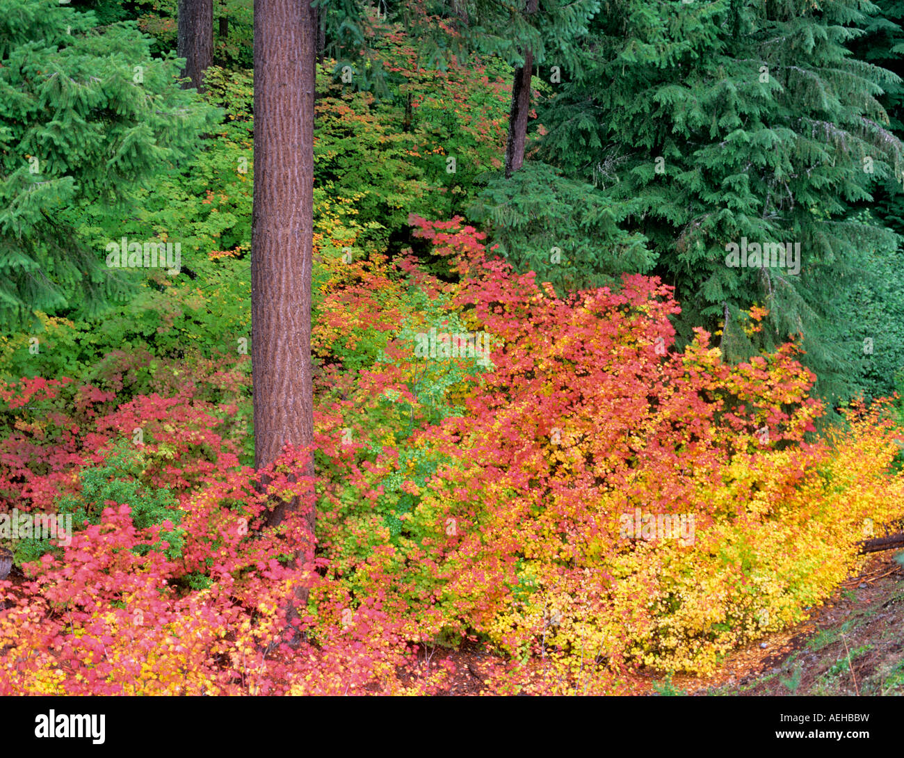 Vine Maple in fall color and hemlock trees Willamette National Forest Oregon Stock Photo