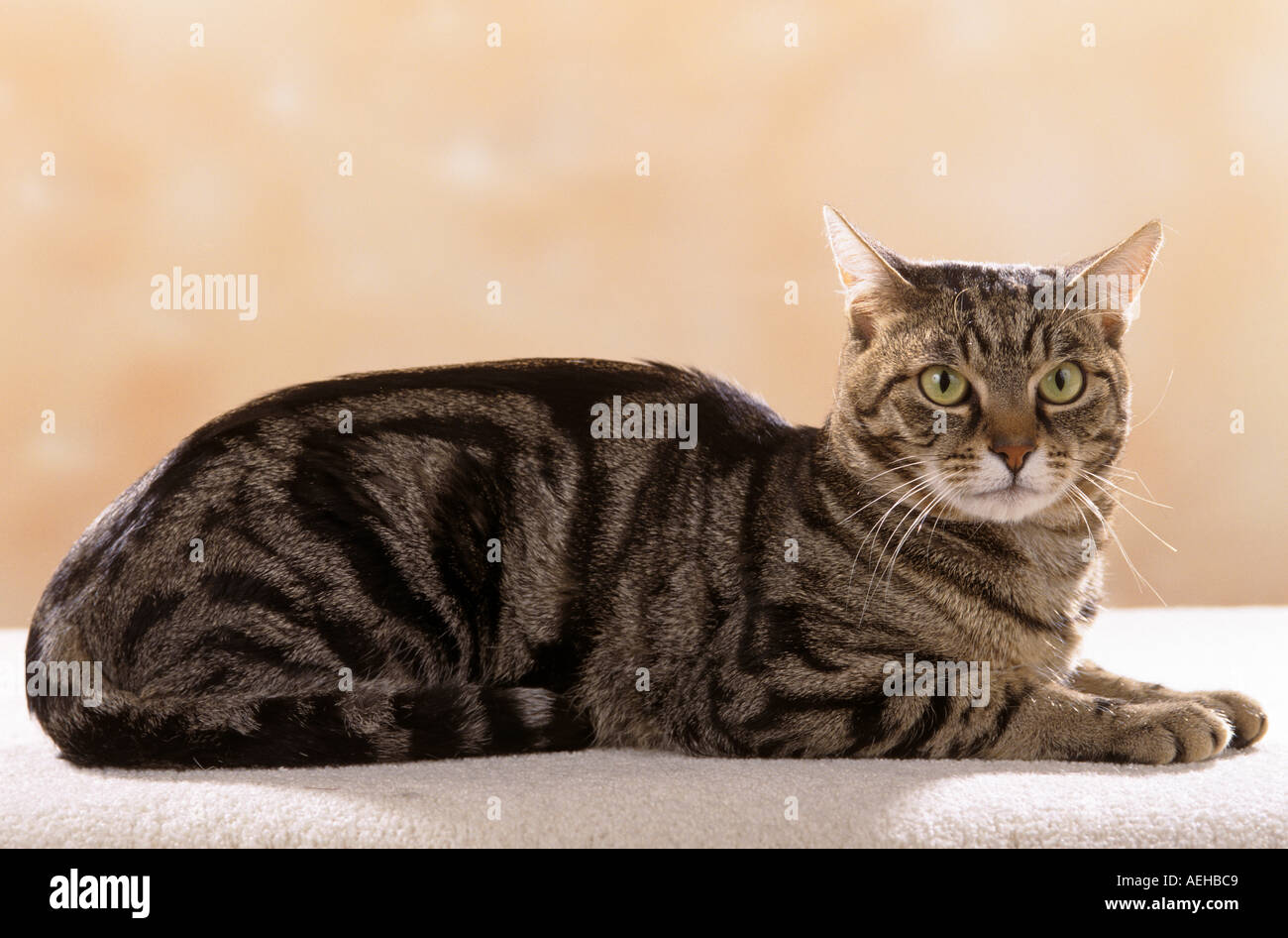 European Shorthair Cat - lying Stock Photo