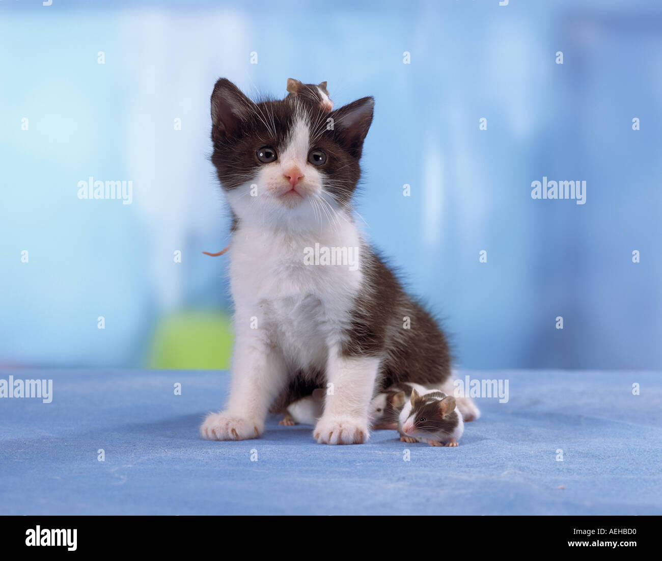 Domestic Cat And Mouse Kitten With Mouse On Its Head Friends Stock Photo Alamy
