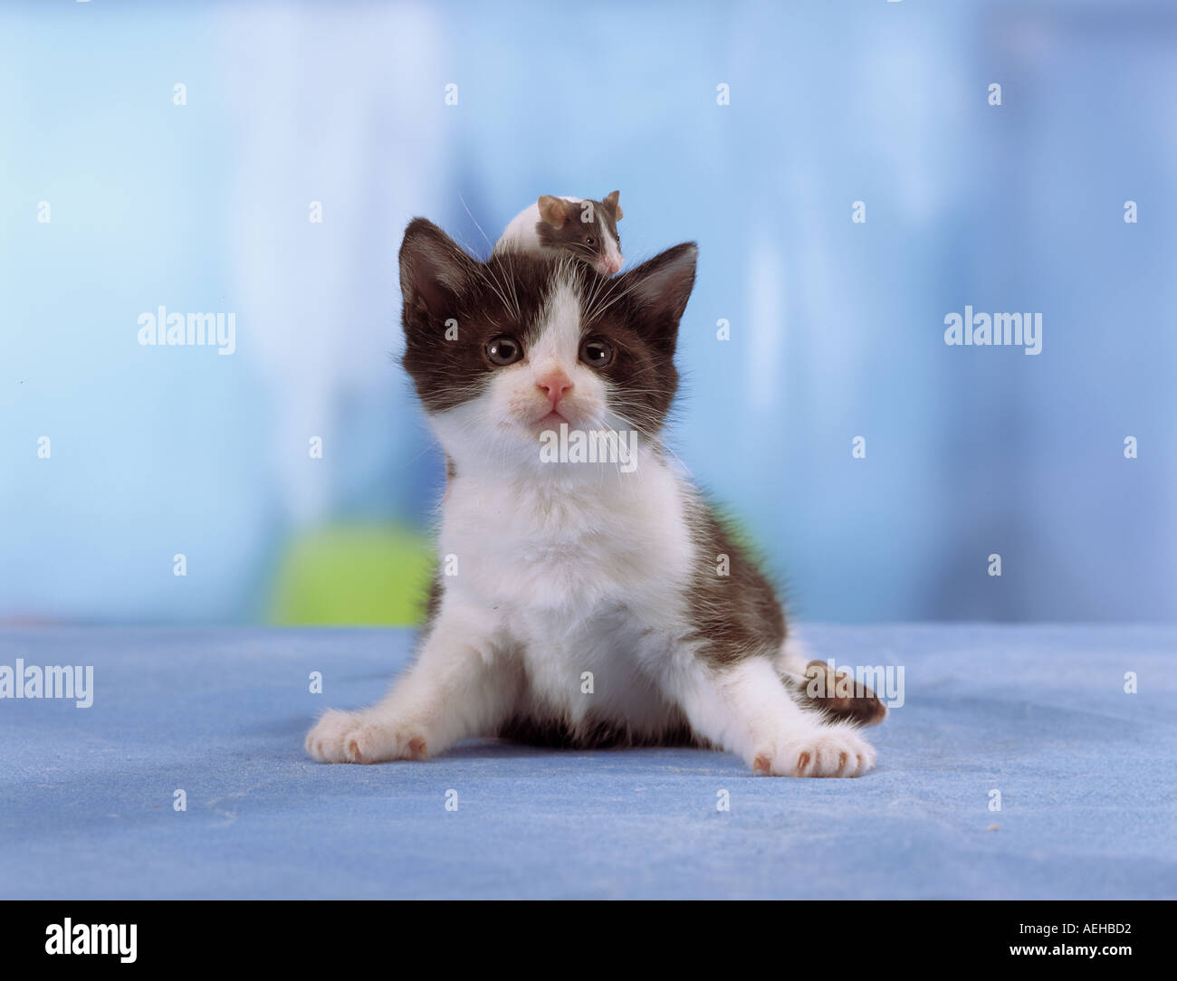 Cat And Mouse Friends High Resolution Stock Photography And Images Alamy