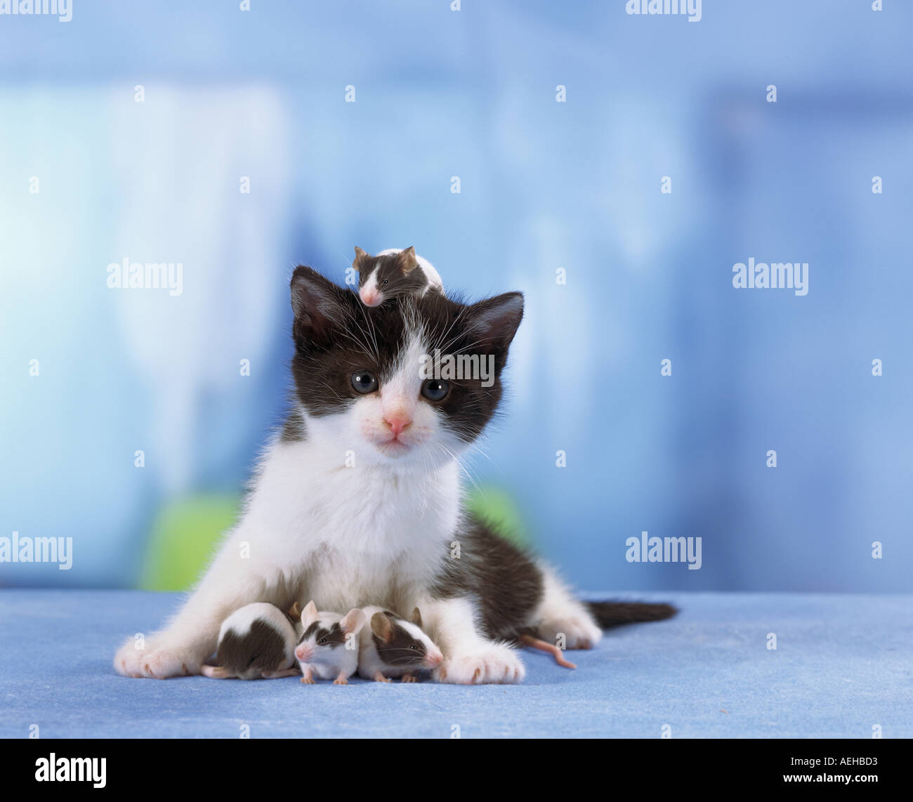 Cat And Mouse Friends High Resolution Stock Photography And Images Alamy Cat And Mouse Friends High Resolution Stock Photography And Images Alamy