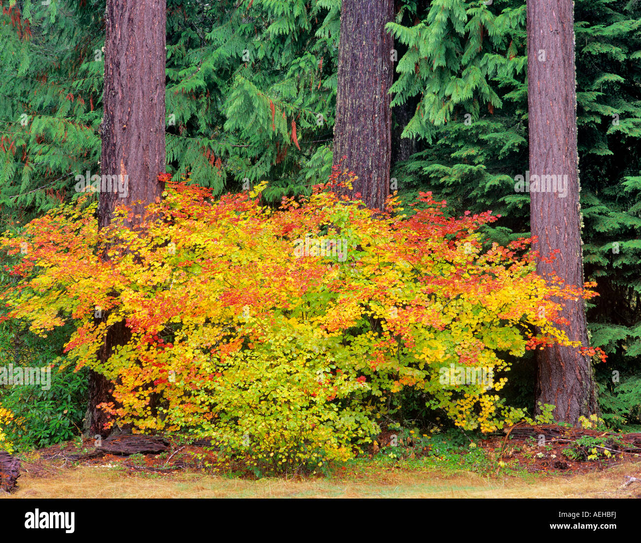 Fall color in Vine Maple and Cedar trees off Aufderheide National Scenic Byway Oregon Stock Photo