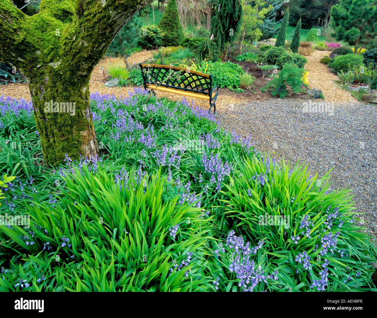 Bench in garden with purple Scilla flowers Northwest Garden Nursery