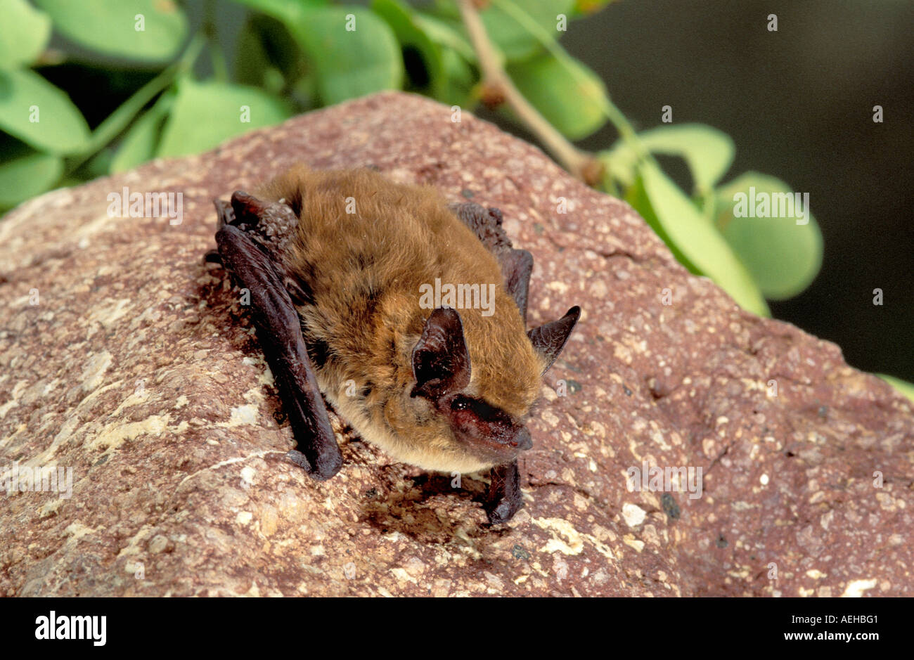 California Myotis Myotis californicus Alamos Sonora MEXICO January