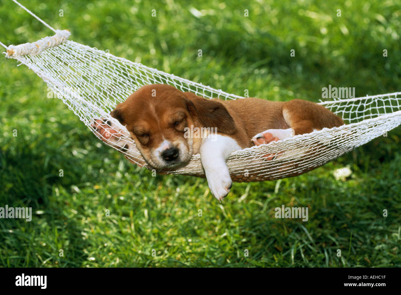 puppy hammock