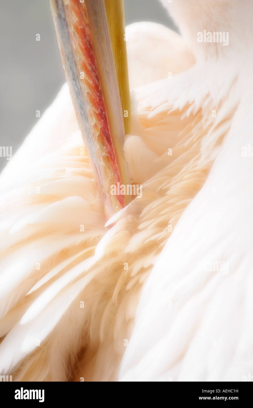 Pelican cleaning feathers Stock Photo