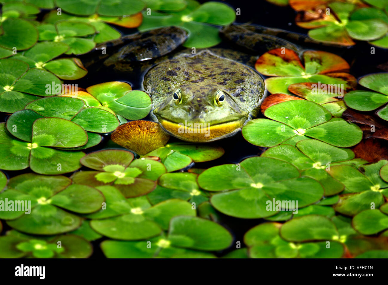 Bullfrog in pond surrounded by Water Clover Marsilea quadrifolia Oregon Gardens Oregon Stock Photo