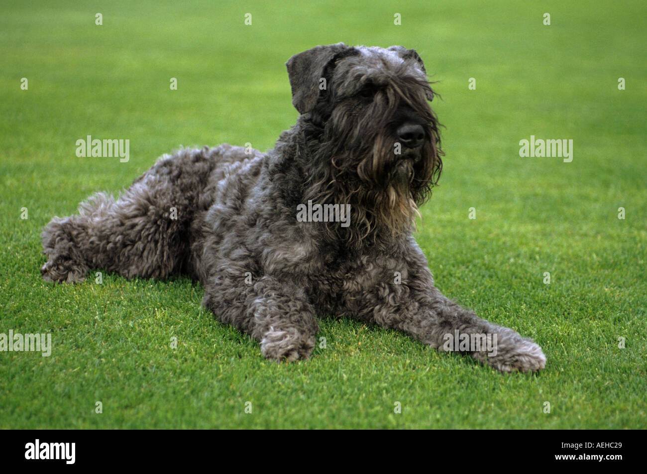 Bouvier des Flandres dog - lying on meadow Stock Photo