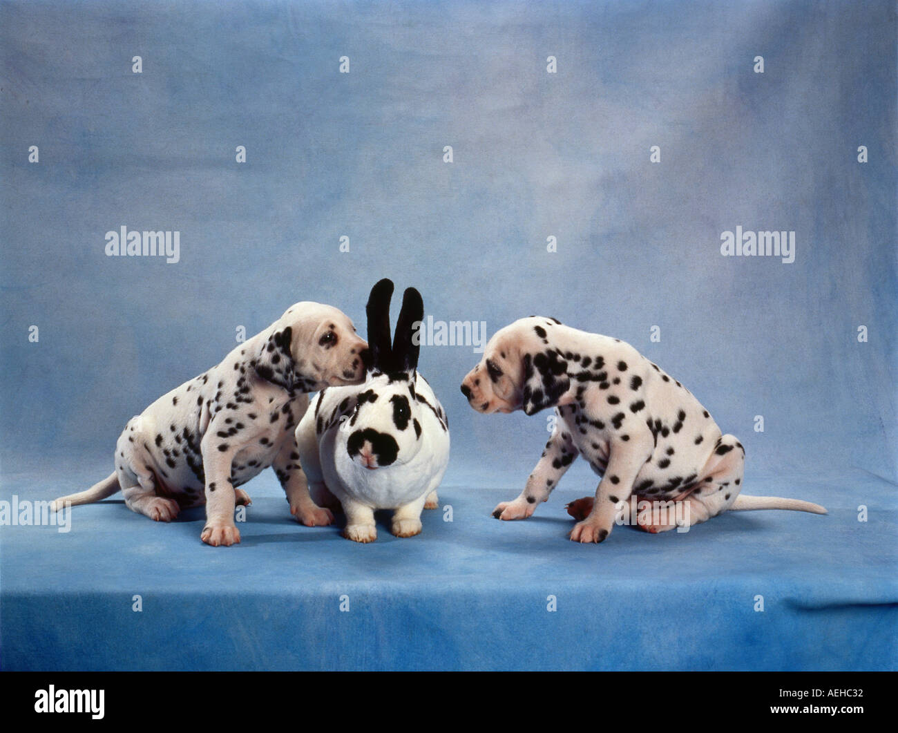 two dalmatian dog puppies and Rex rabbit Stock Photo