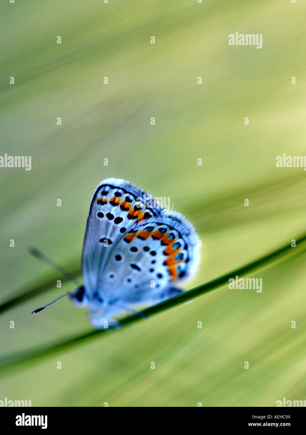 Unidentified butterfly Mann Lake Oregon Stock Photo