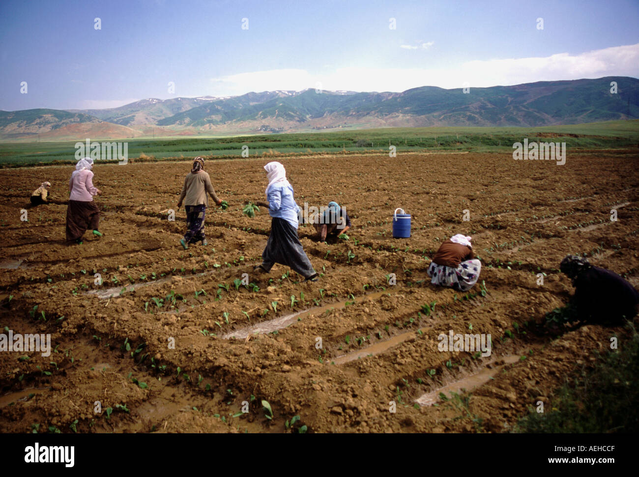 Kurdish farmers working in the field Stock Photo
