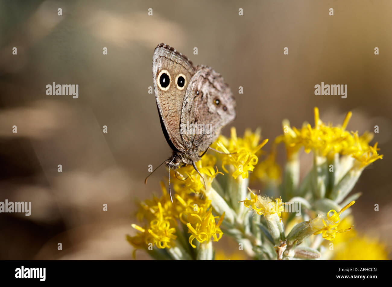 Wood Nymph butterfly on blooming rabitbrush Near Denio Nevada Stock Photo