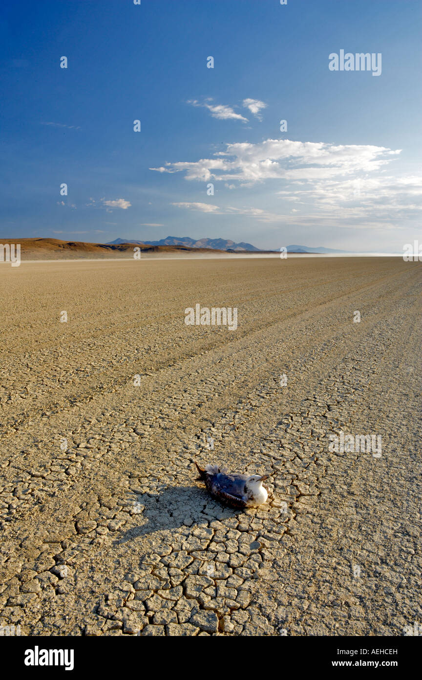 Alkali desert hires stock photography and images Alamy