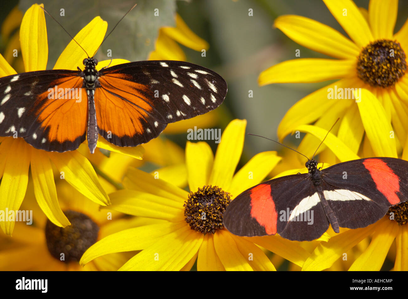 Golden helicon Heliconius hecale and Postman butterfly Heliconius erato on Black Eyed Susan flower Portland Oregon Zoo Stock Photo