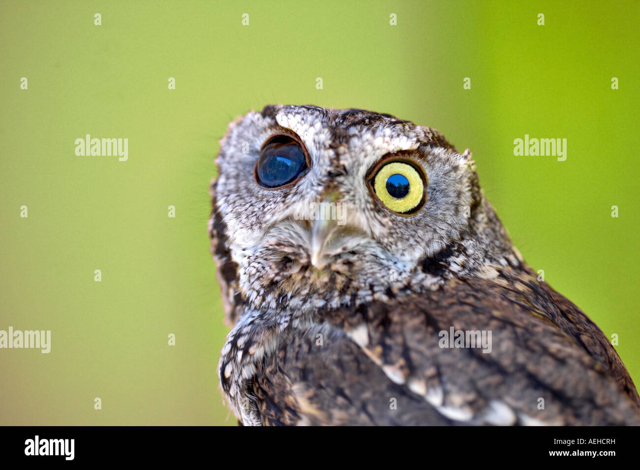 Blind Western Screech Owl