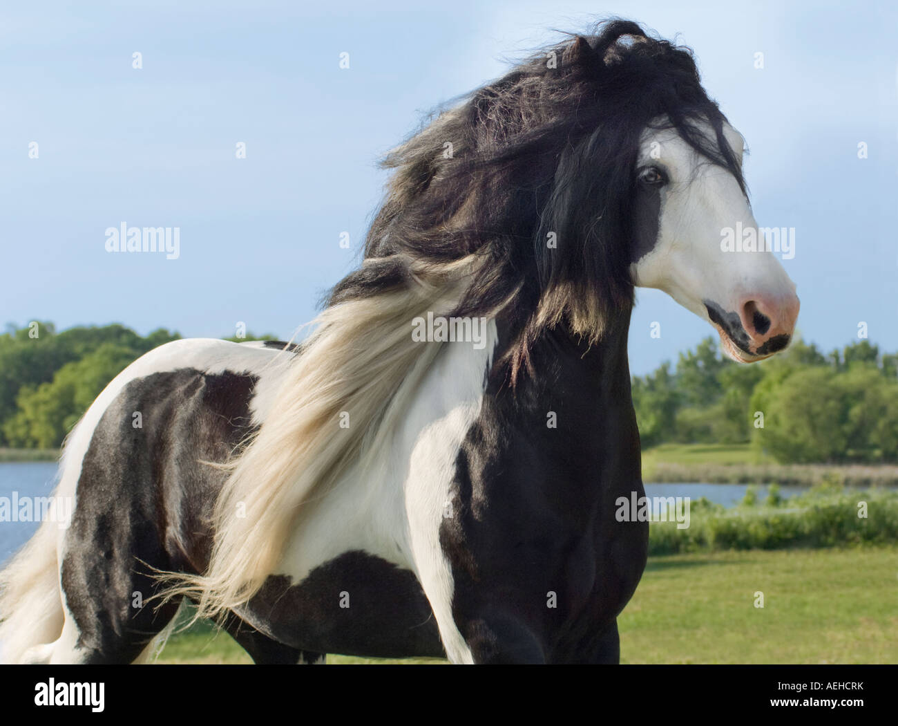 Gypsy Vanner Horse stallion runs Stock Photo