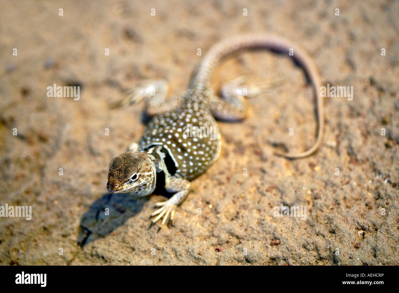 Desert collared lizard Crotaphytus insularis Oregon High Desert museum