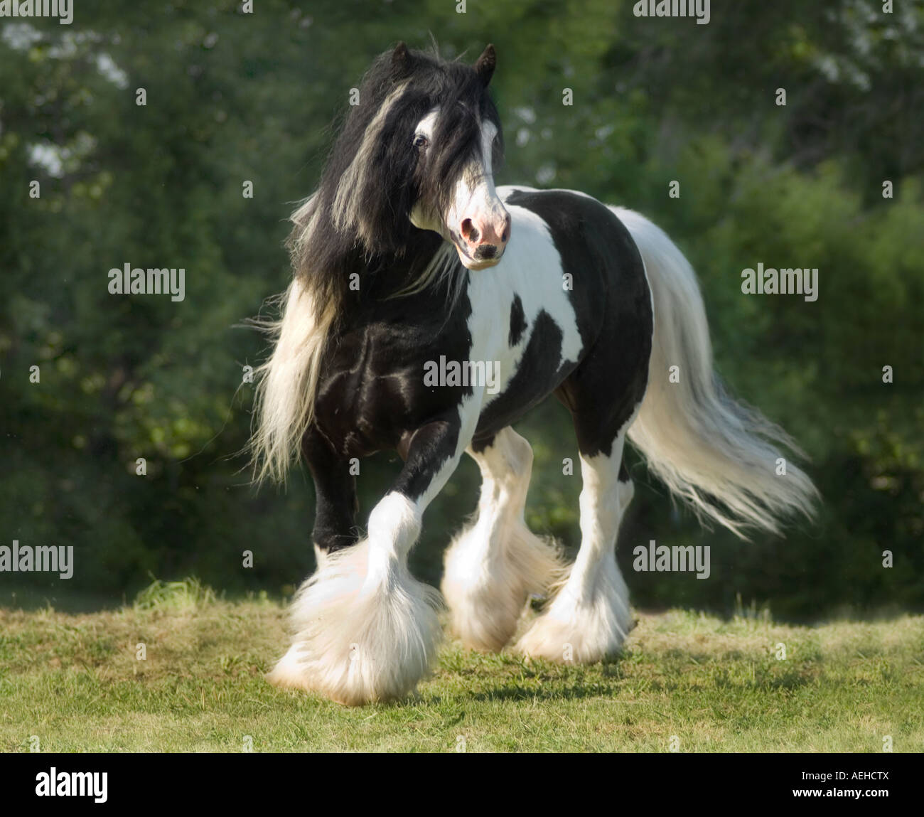 Gypsy Vanner Horse stallion runs toward us with tail, mane anf feathers flying Stock Photo