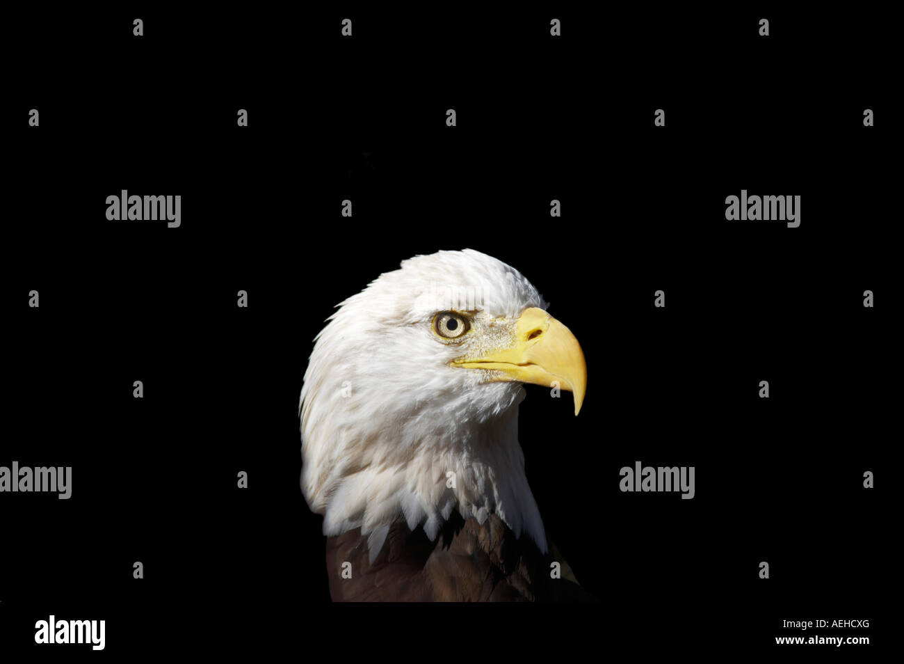 Bald Eagle Oregon High Desert Museum Central Oregon Stock Photo Alamy