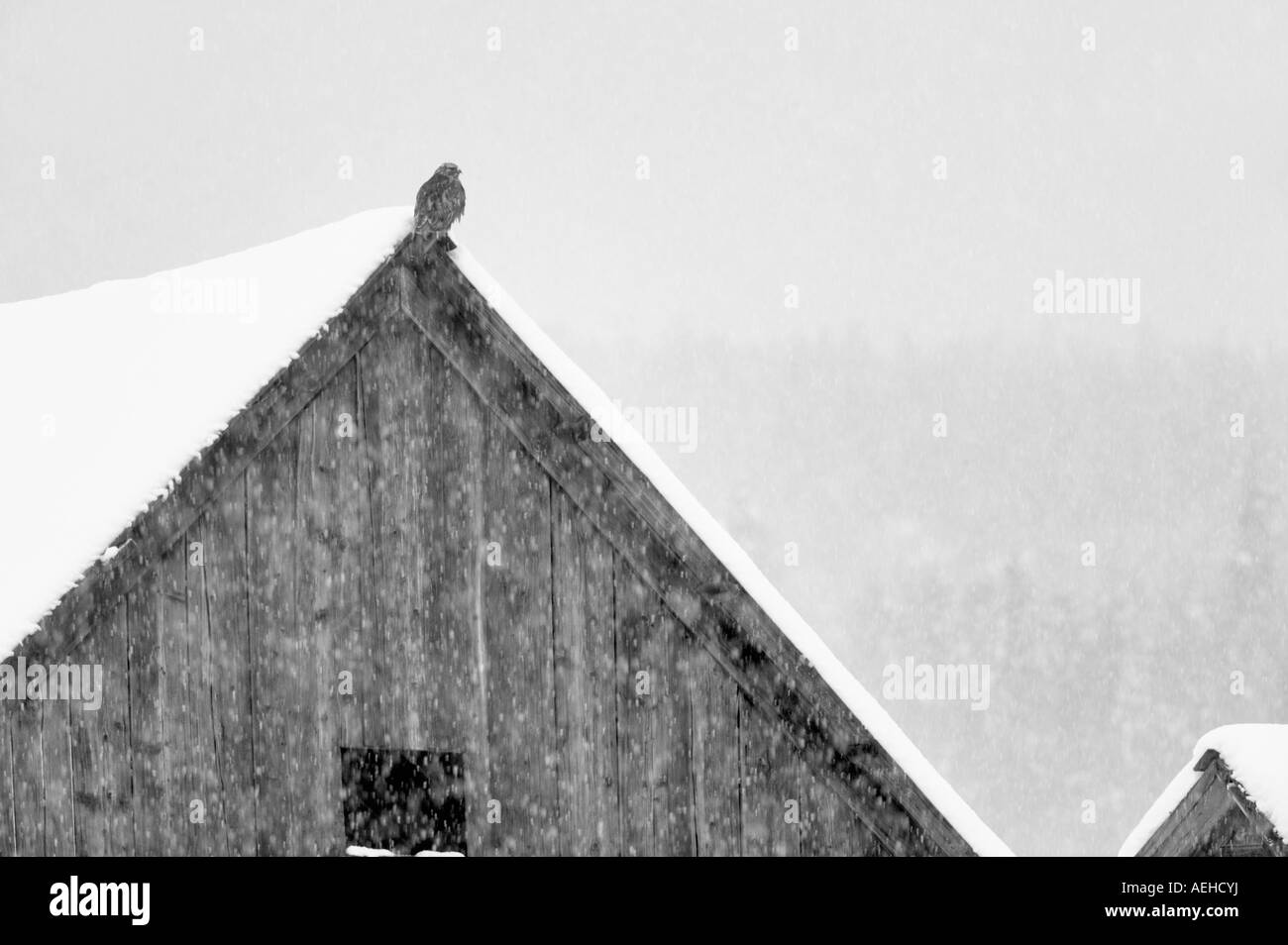 Hawk on barn in snowstorm Ghost town of Whitney Elkhorn Scenic Byway Oregon Stock Photo