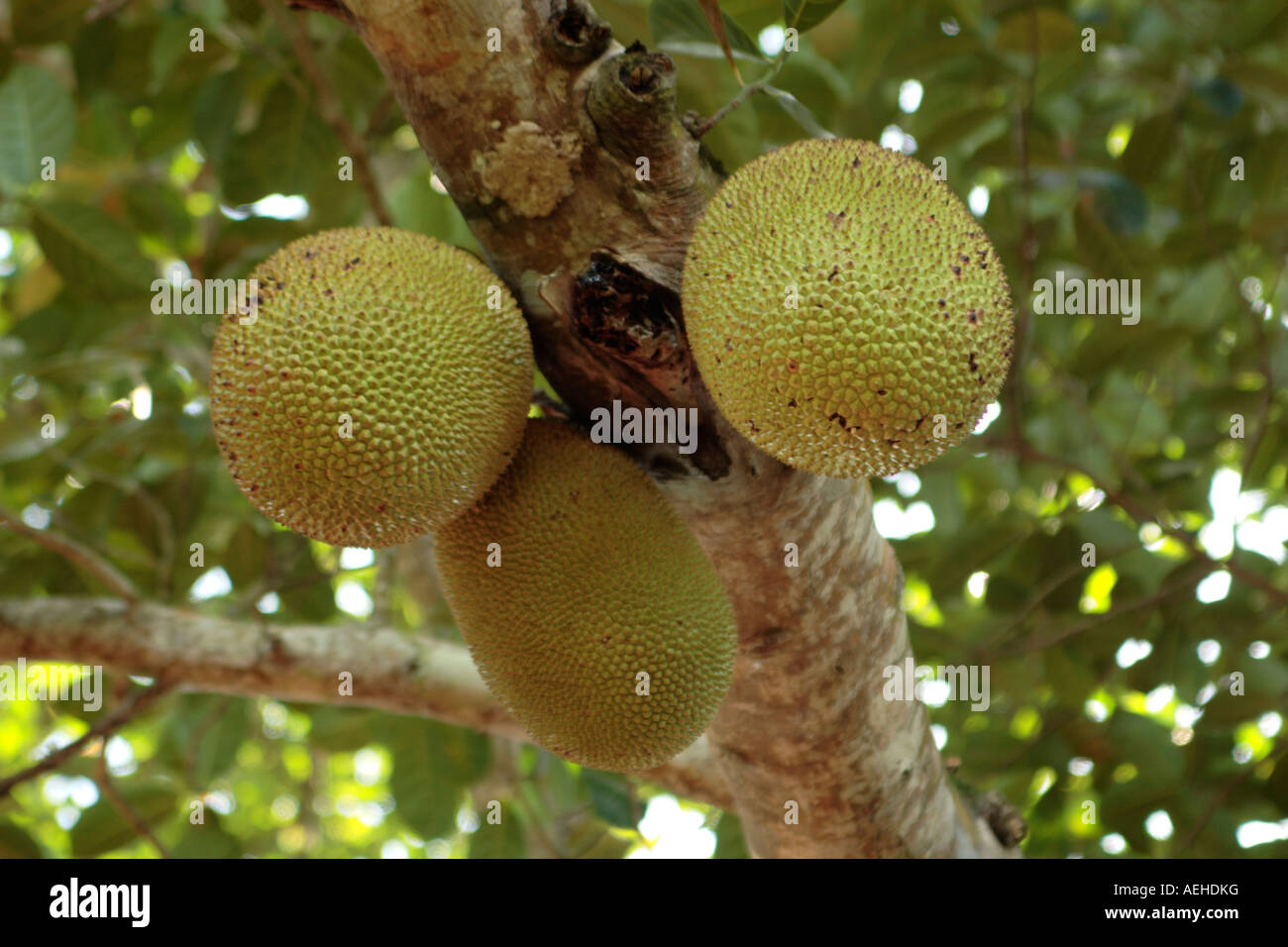 Tanzania Zanzibar Spice Tour Three jack fruit growing on tree Stock Photo