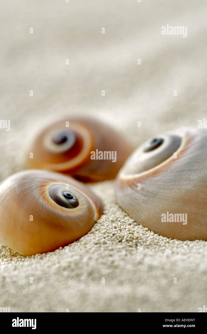 Snail seasheels and beach sand Stock Photo - Alamy
