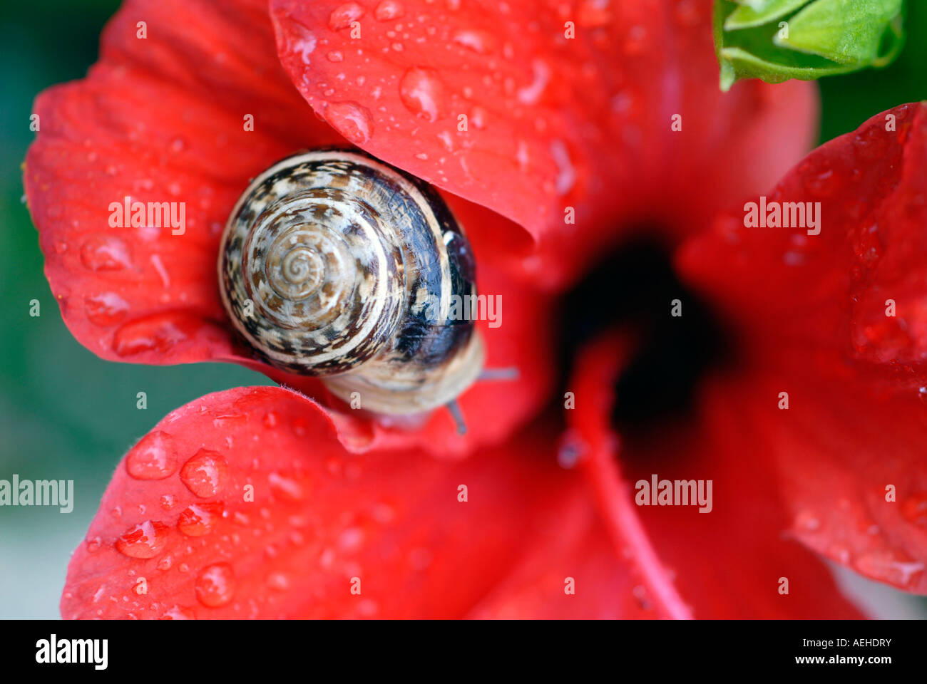 A snail resting on a red flower after the rain Stock Photo