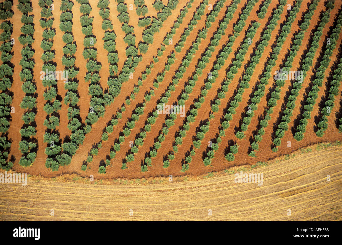 Ariel view of olive groves, Andalucia Spain Stock Photo Alamy