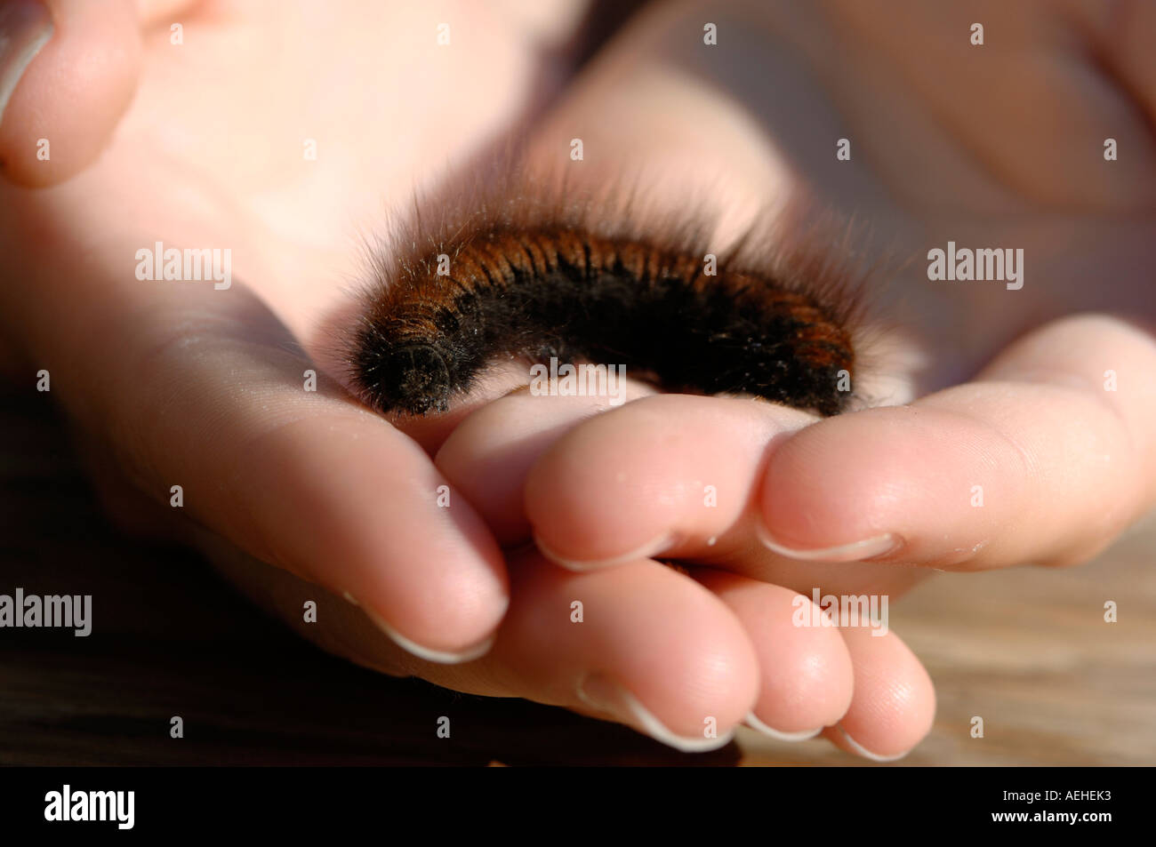 Hand holding caterpillar Stock Photo - Alamy