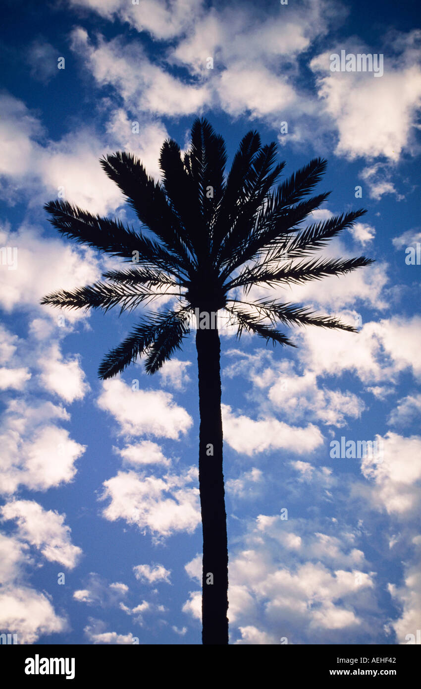 Blue image palm tree hi-res stock photography and images - Alamy