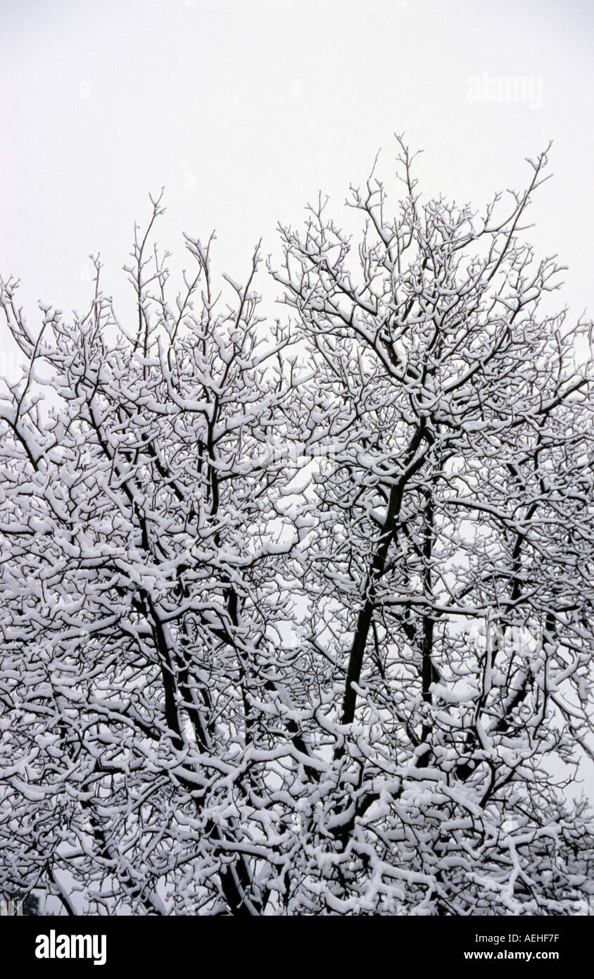 Curvaceous  contours of  tree branches, with a covering of snow. Monotone image. Stock Photo